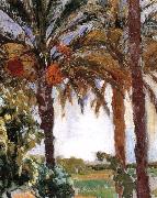 Palm Joaquin Sorolla